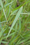 Woolly rosette grass